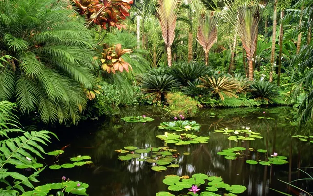 Palmiers et plantes pour un jardin humide à Kénitra