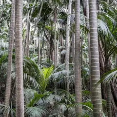 Pourquoi un palmier coûte ce qu'il coûte