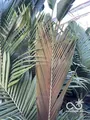 Archontophoenix maxima - vue 4