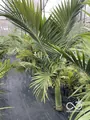 Archontophoenix maxima - vue 5