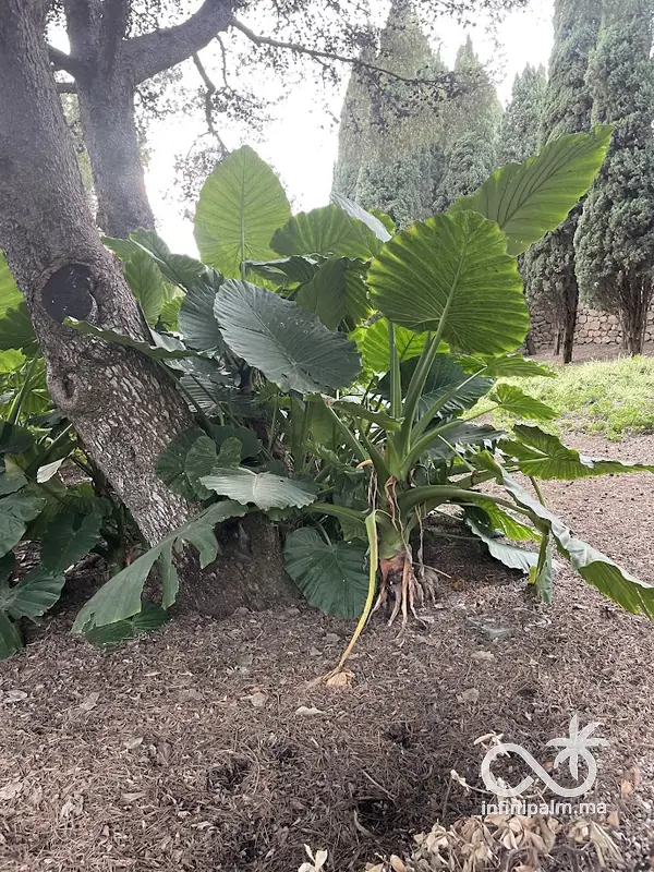 Oreille d'éléphant (Alocasia macrorrhiza) - InfiniPalm