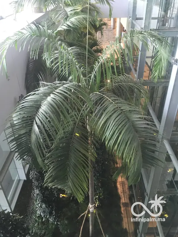 Palmier Carpentaria (Carpentaria acuminata) - InfiniPalm