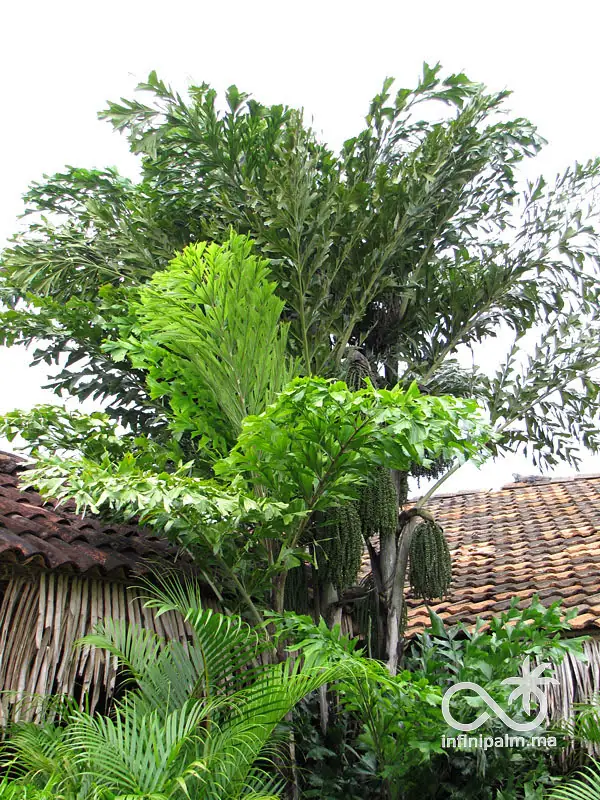 Palmier queue de poisson (Caryota mitis) - InfiniPalm