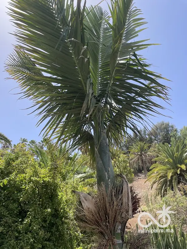Palmier à graines d'olive (Chambeyronia oliviformis) - InfiniPalm