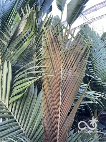 Palmier royal maxima (Archontophoenix maxima) - Vue 4 | InfiniPalm