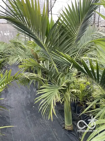 Palmier royal maxima (Archontophoenix maxima) - Vue 5 | InfiniPalm