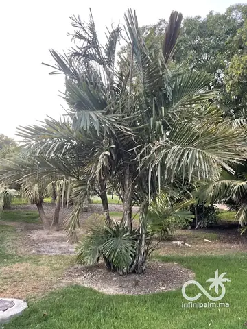 Palmier sucre d'Australie (Arenga australasica) - Vue 1 | InfiniPalm
