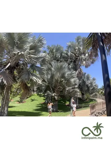 Palmier bleu de Madagascar (Bismarckia nobilis silver) - Vue 5 | InfiniPalm