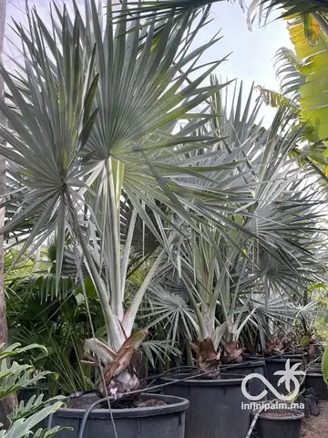 Palmier bleu de Madagascar (Bismarckia nobilis silver) - Vue 6 | InfiniPalm