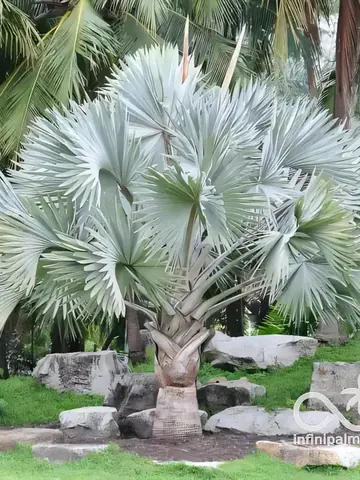 Palmier bleu de Madagascar (Bismarckia nobilis silver) - InfiniPalm