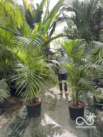 Palmier Areca (Dypsis lutescens) - Vue 2 | InfiniPalm