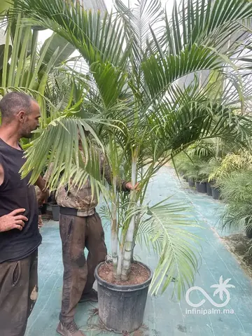 Palmier Areca (Dypsis lutescens) - Vue 5 | InfiniPalm