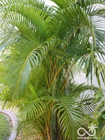 Palmier Areca (Dypsis lutescens) - InfiniPalm