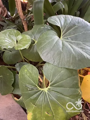 Plante léopard (Farfugium japonicum) - Vue 1 | InfiniPalm