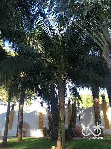 Palmier Kentia (Howea forsteriana) - Vue 2 | InfiniPalm