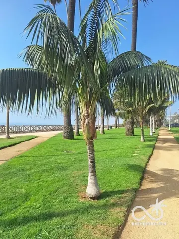 Palmier Kentia (Howea forsteriana) - Vue 4 | InfiniPalm