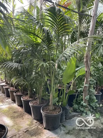 Palmier Kentia (Howea forsteriana) - Vue 5 | InfiniPalm