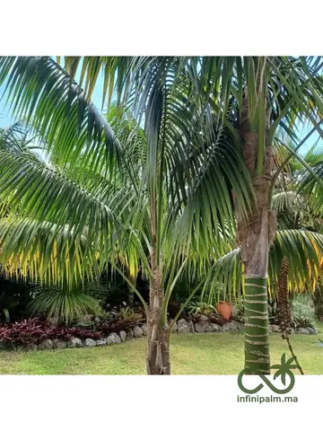 Palmier Kentia (Howea forsteriana) - InfiniPalm