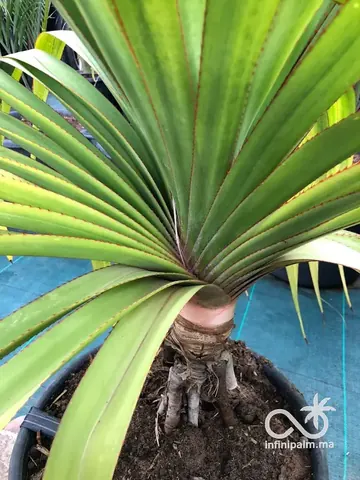 Vacoas (Pandanus utilis) - Vue 2 | InfiniPalm