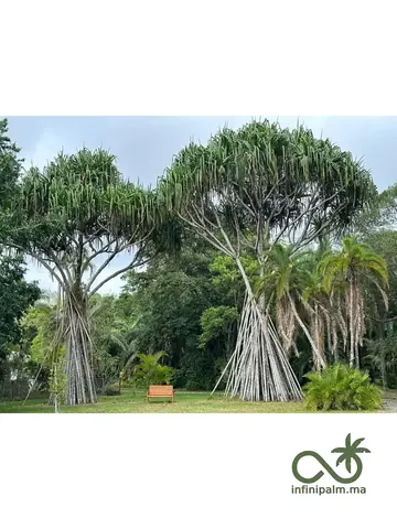 Vacoas (Pandanus utilis) - Vue 3 | InfiniPalm