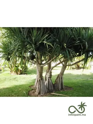 Vacoas (Pandanus utilis) - Vue 4 | InfiniPalm