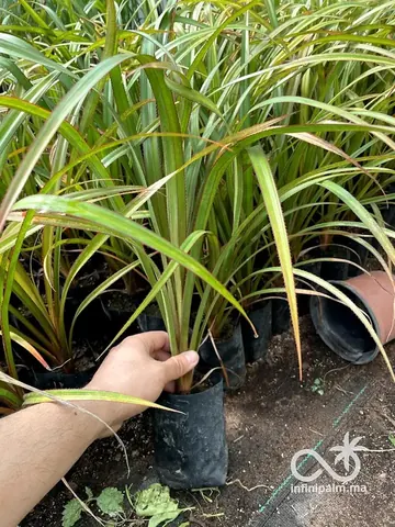 Vacoas (Pandanus utilis) - Vue 6 | InfiniPalm