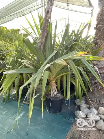 Vacoas (Pandanus utilis) - Vue 7 | InfiniPalm