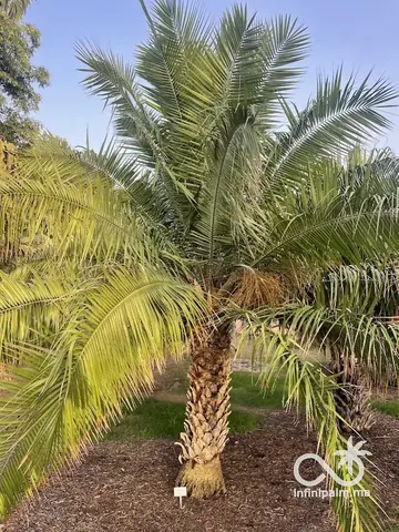 Palmier des rochers (Phoenix rupicola) - Vue 1 | InfiniPalm