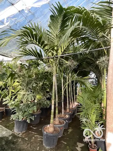 Palmier élégant (Ptychosperma elegans) - Vue 2 | InfiniPalm