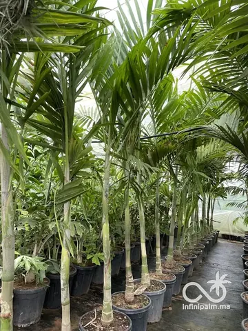 Palmier élégant (Ptychosperma elegans) - Vue 3 | InfiniPalm