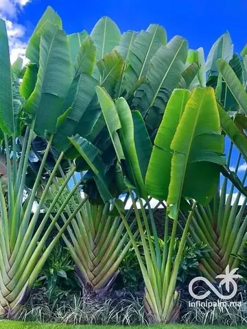 Arbre du voyageur (Ravenala madagascariensis) - Vue 2 | InfiniPalm
