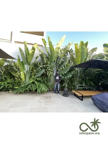 Arbre du voyageur (Ravenala madagascariensis) - Vue 3 | InfiniPalm