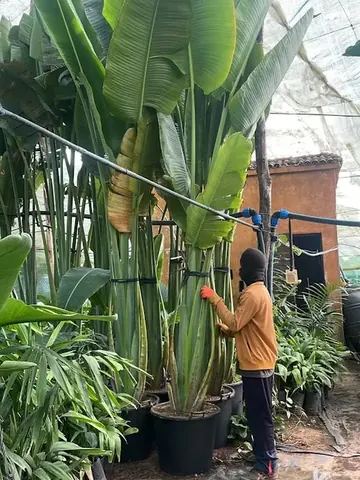 Arbre du voyageur (Ravenala madagascariensis) - Vue 6 | InfiniPalm