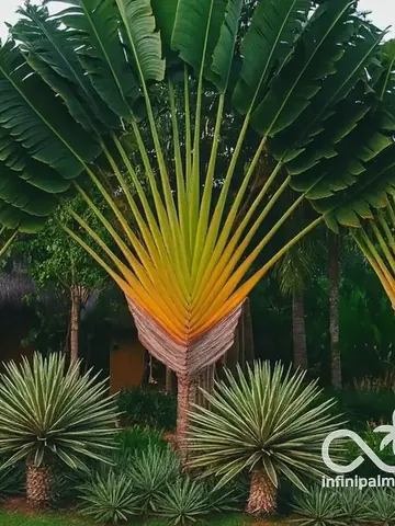 Arbre du voyageur (Ravenala madagascariensis) - InfiniPalm