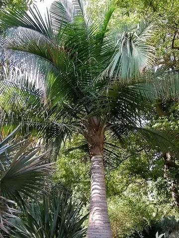 Palmier majestueux (Ravenea rivularis) - Vue 2 | InfiniPalm