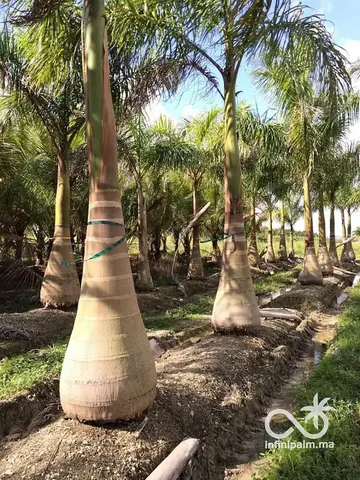 Palmier royal (Roystonea regia) - Vue 3 | InfiniPalm