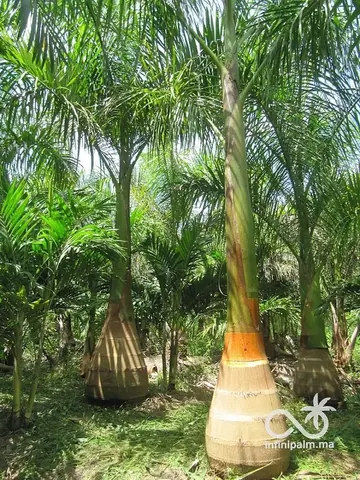 Palmier royal (Roystonea regia) - InfiniPalm
