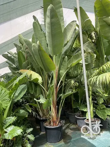 Grand oiseau de paradis blanc (Strelitzia augusta) - InfiniPalm