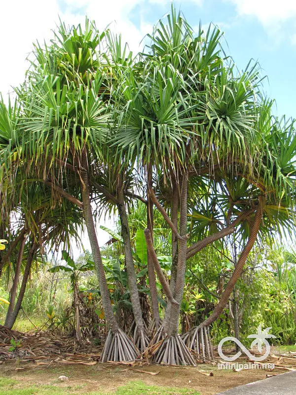 Vacoas (Pandanus utilis) - InfiniPalm