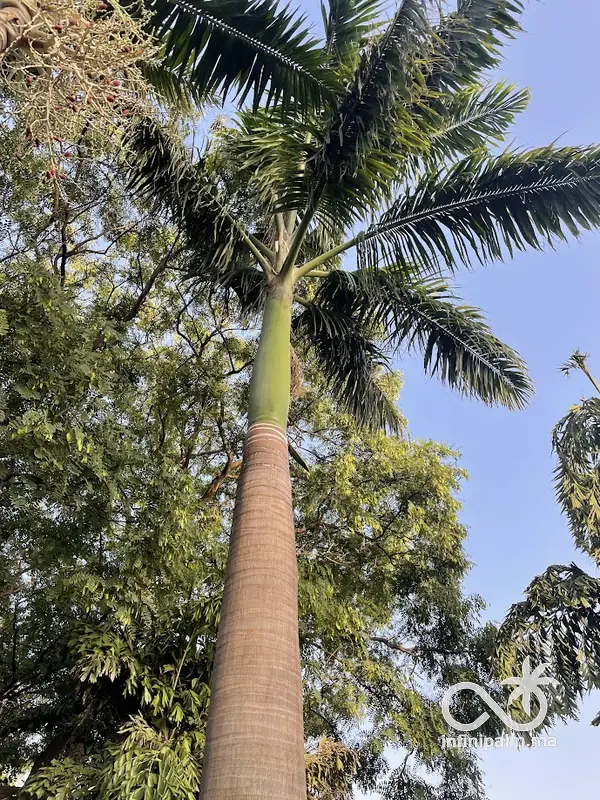 Palmier impérial (Roystonea oleracea) - InfiniPalm