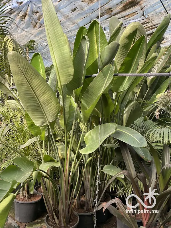 Strelitzia géant (Strelitzia nicolai) - InfiniPalm